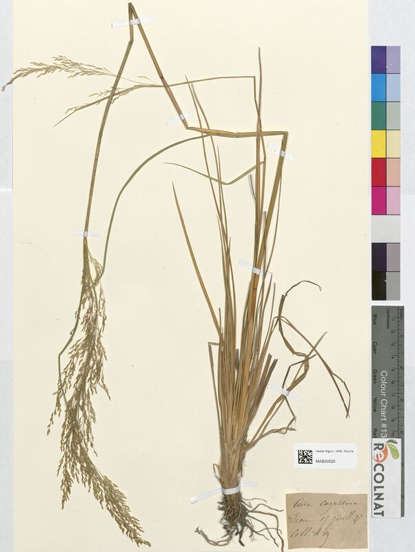 Aira cespitosa (Poaceae)