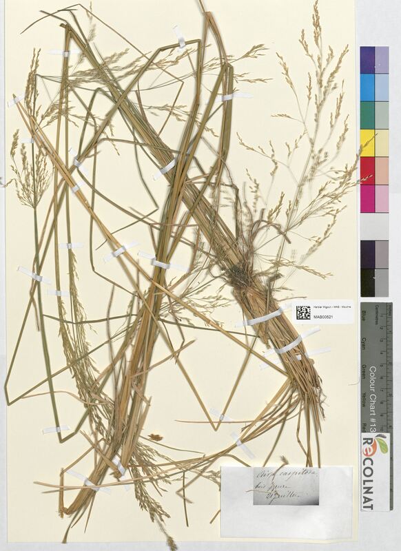 Aira cespitosa (Poaceae)