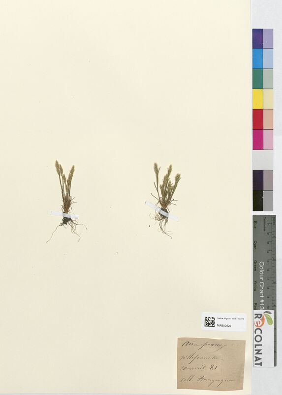 Aira praecox (Poaceae)