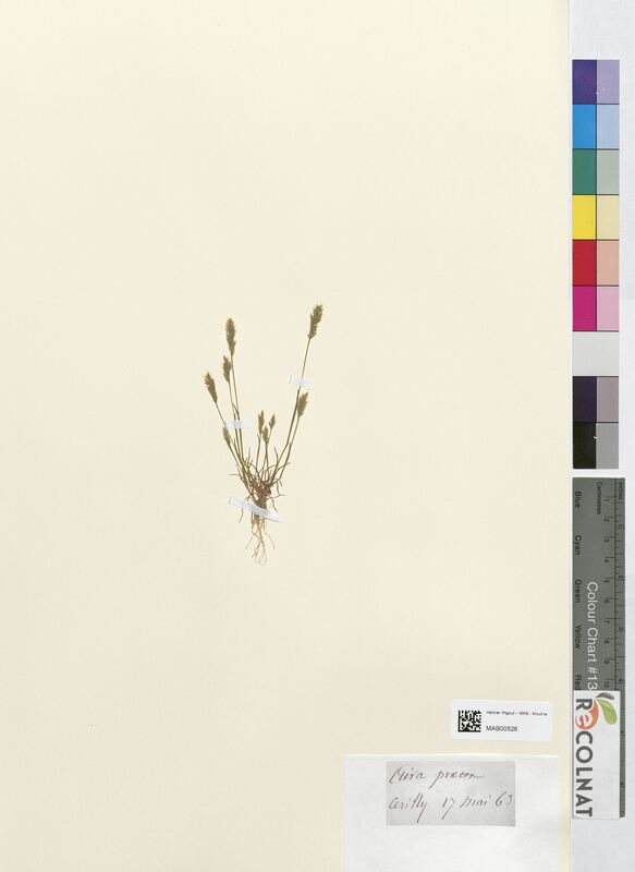 Aira praecox (Poaceae)