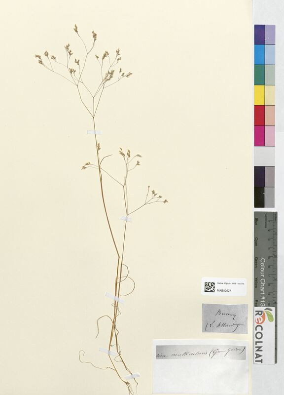 Aira multiculmis (Poaceae)