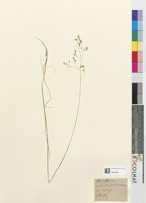 Aira flexuosa (Poaceae)