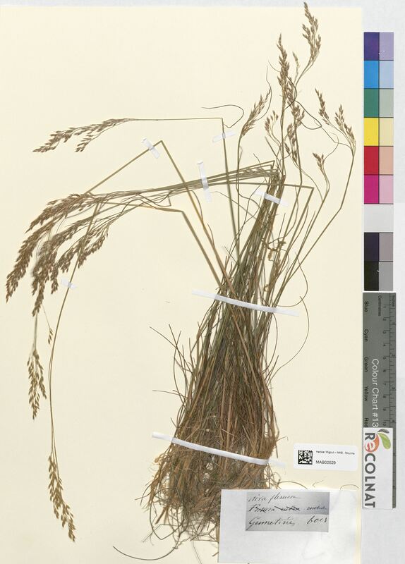 Aira flexuosa (Poaceae)