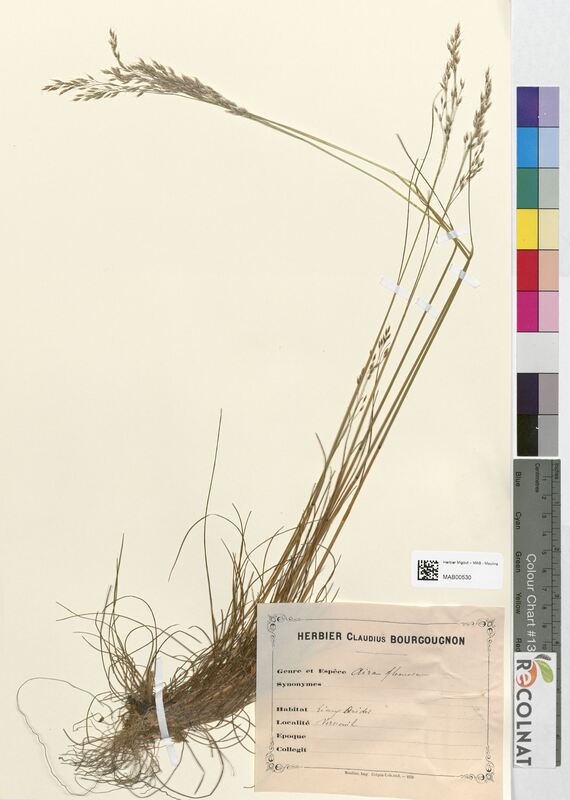 Aira flexuosa (Poaceae)