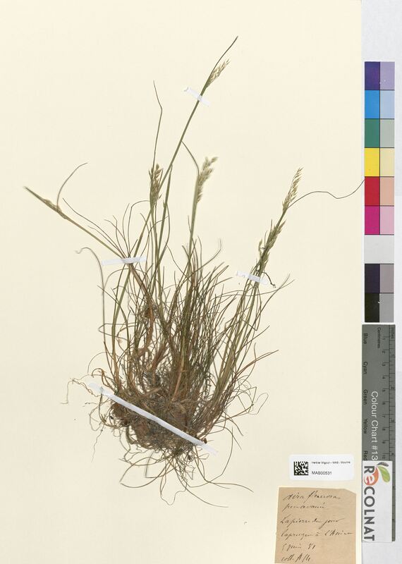 Aira flexuosa (Poaceae)