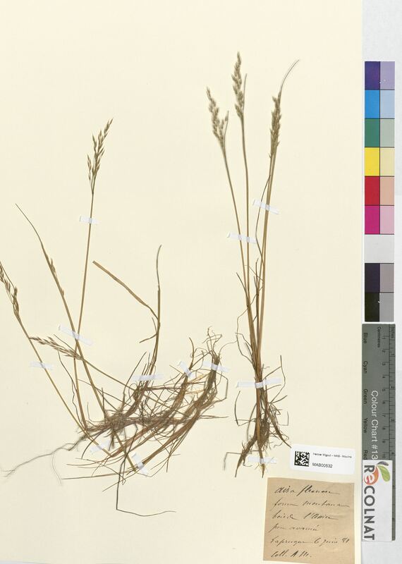 Aira flexuosa (Poaceae)