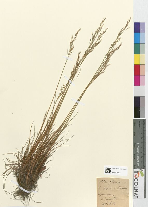 Aira flexuosa (Poaceae)