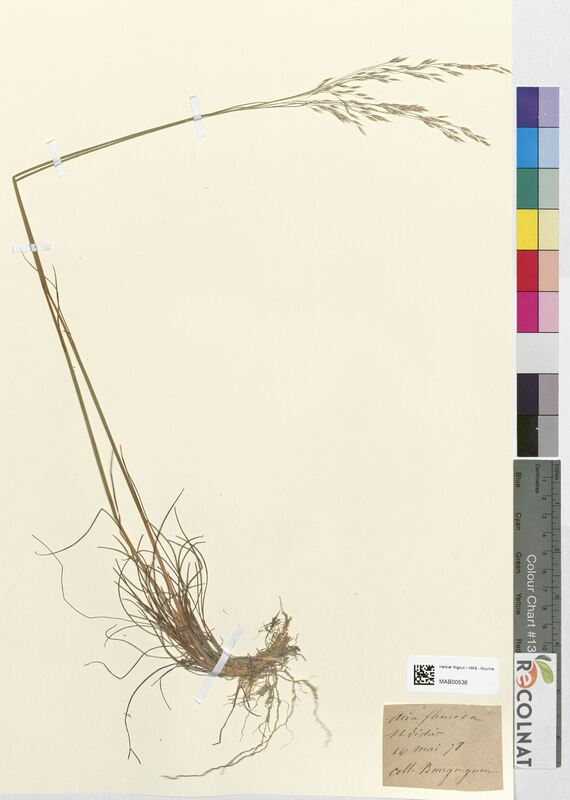 Aira flexuosa (Poaceae)