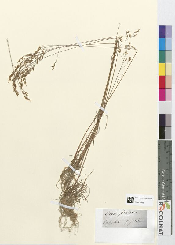 Aira flexuosa (Poaceae)