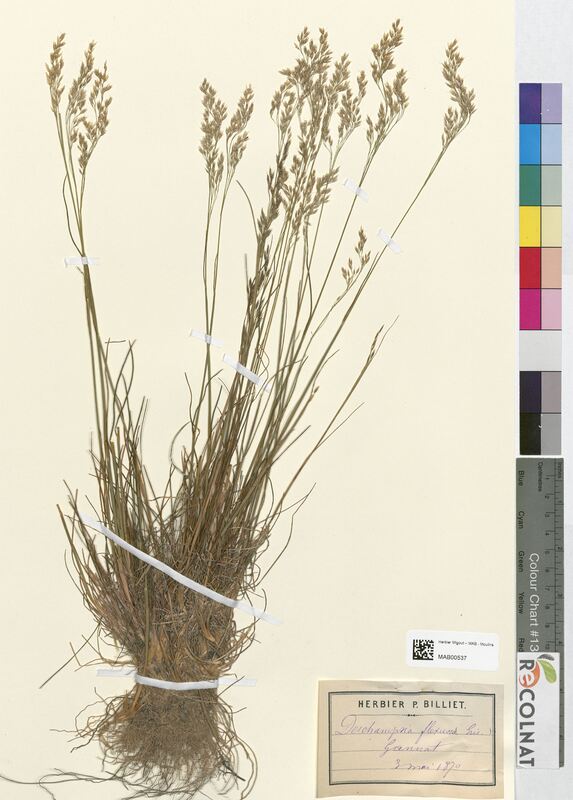 Deschampsia flexuosa (Poaceae)