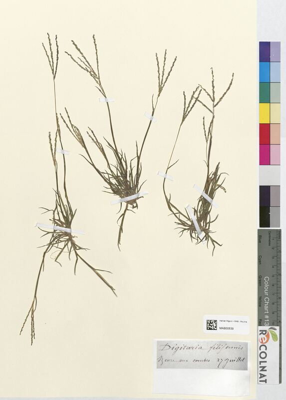 Digitaria filiformis (Poaceae)