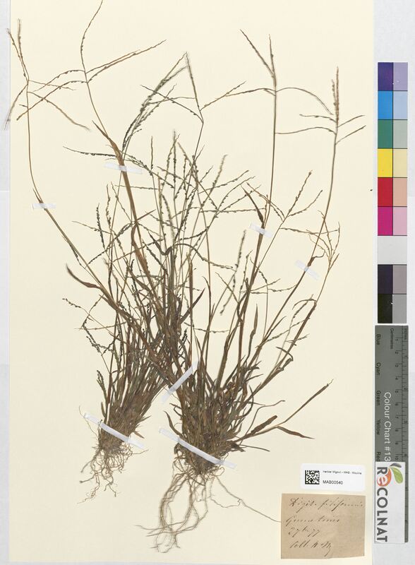 Digitaria filiformis (Poaceae)