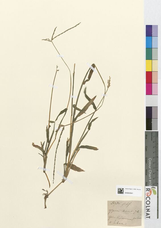Digitaria filiformis (Poaceae)