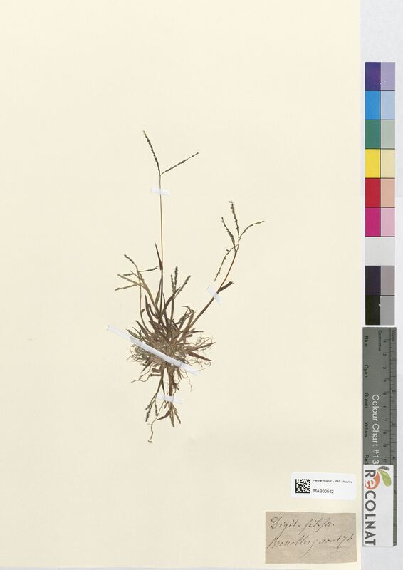 Digitaria filiformis (Poaceae)