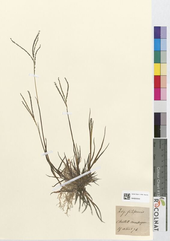 Digitaria filiformis (Poaceae)