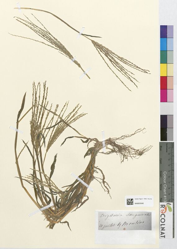 Digitaria sanguinalis (Poaceae)