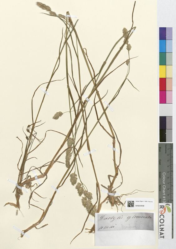 Dactylis glomerata (Poaceae)