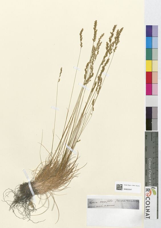 Festuca tenuifolia (Poaceae)