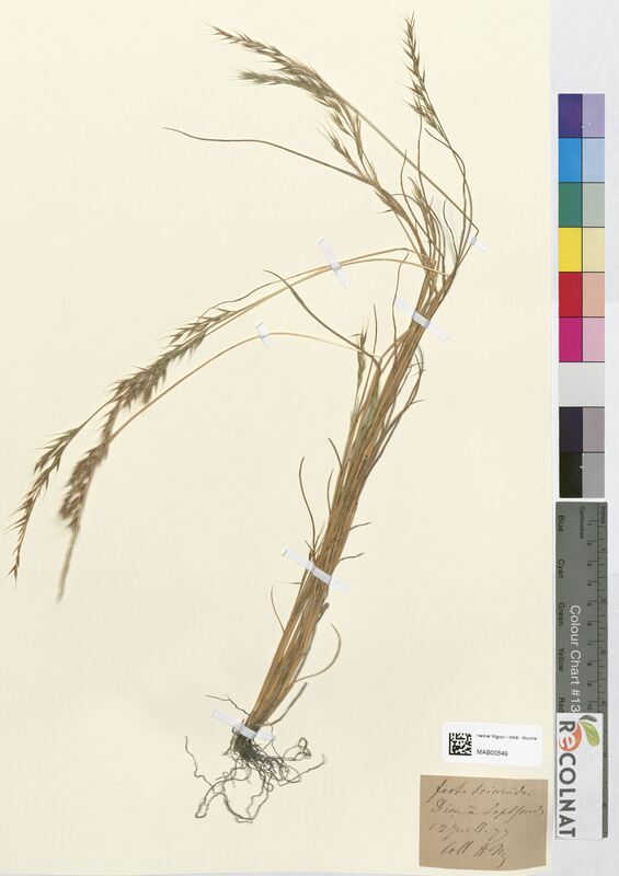 Festuca sciuroides (Poaceae)