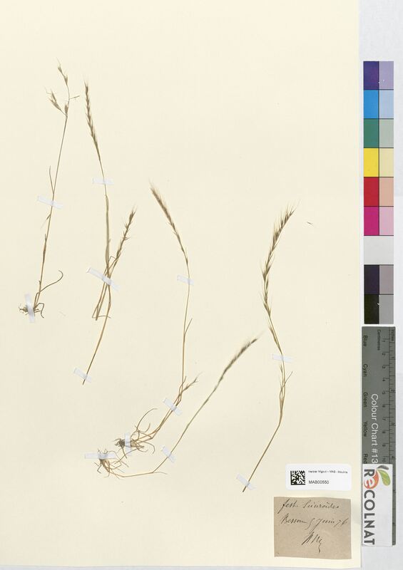 Festuca sciuroides (Poaceae)