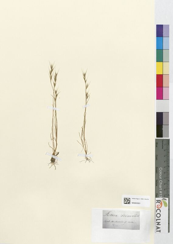 Festuca sciuroides (Poaceae)