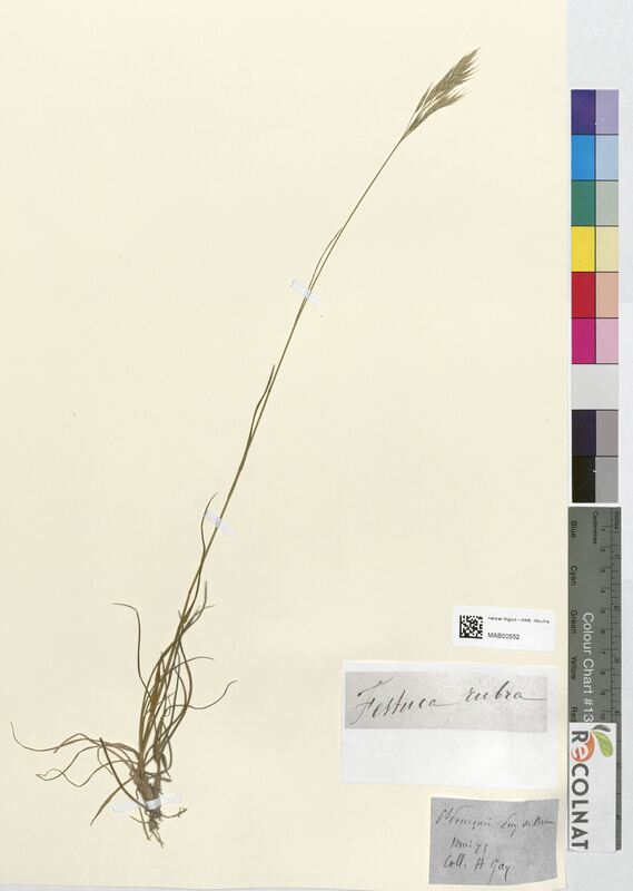 Festuca rubra (Poaceae)