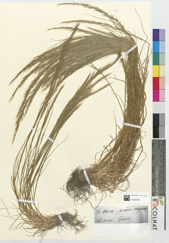 Festuca pseudo myuros (Poaceae)