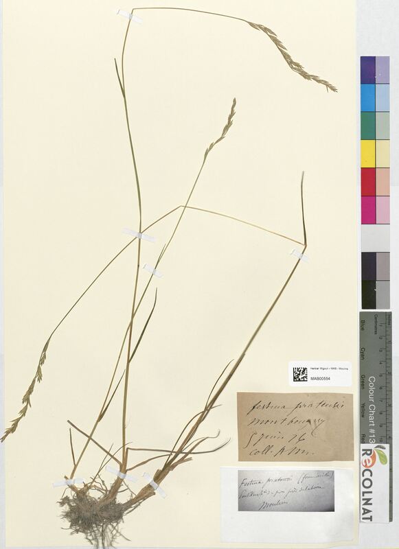 Festuca pratensis (Poaceae)