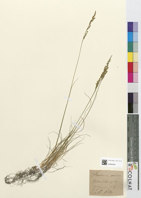 Festuca ovina (Poaceae)