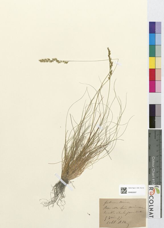 Festuca ovina (Poaceae)