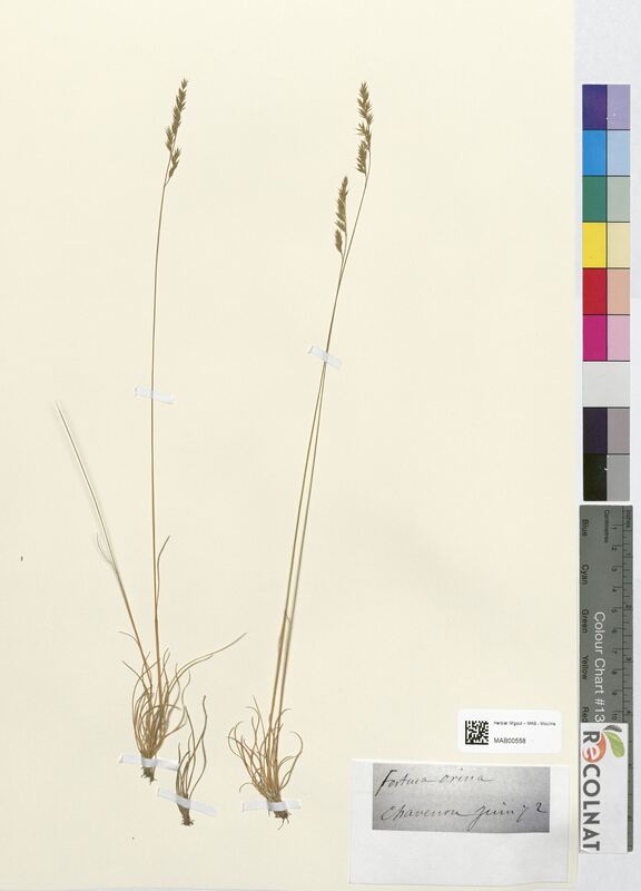 Festuca ovina (Poaceae)