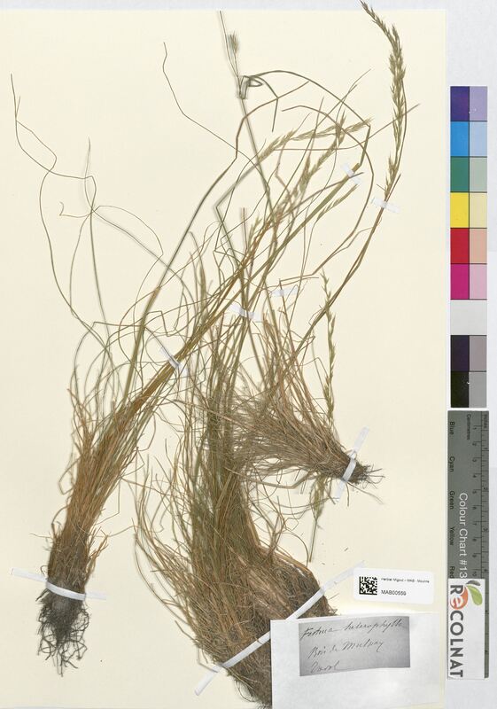 Festuca heterophylla (Poaceae)