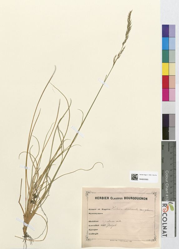 Festuca duriuscula (Poaceae)