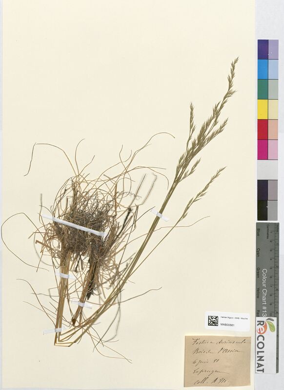 Festuca duriuscula (Poaceae)