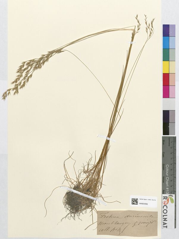 Festuca duriuscula (Poaceae)