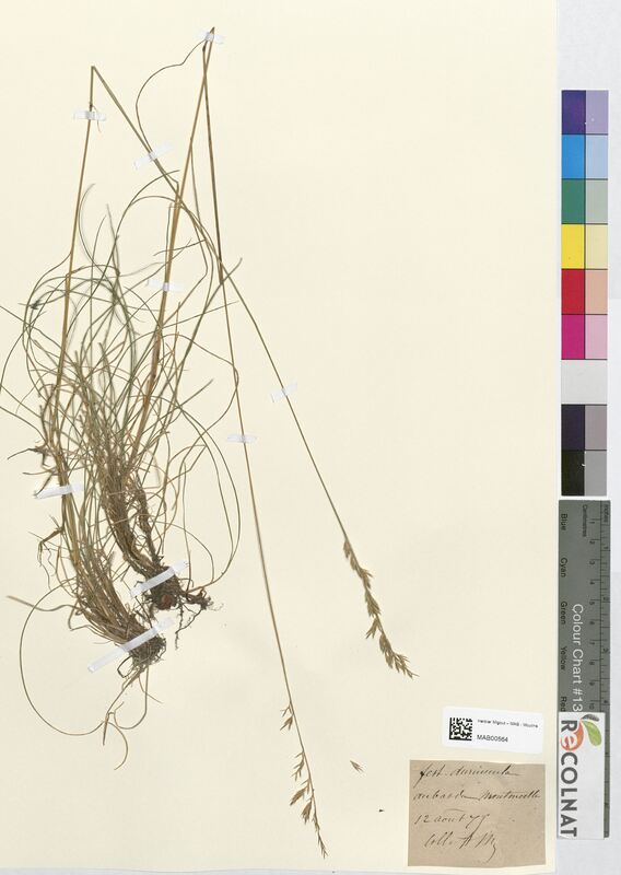 Festuca duriuscula (Poaceae)