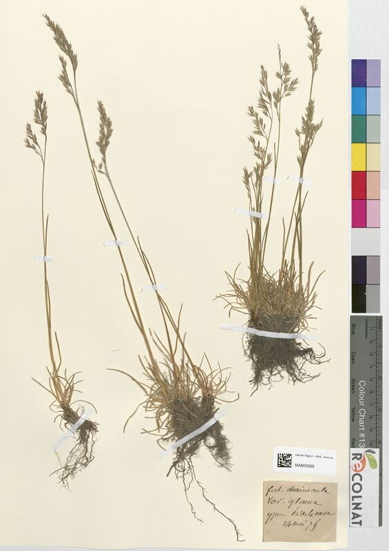 Festuca duriuscula (Poaceae)