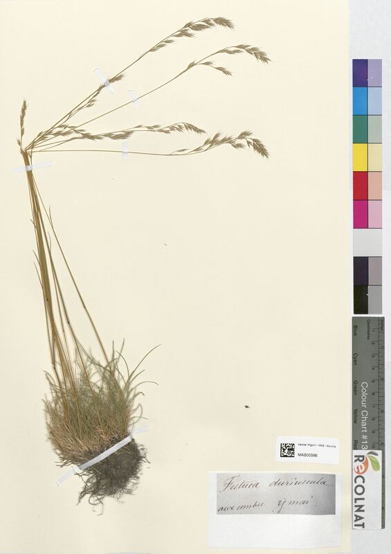 Festuca duriuscula (Poaceae)