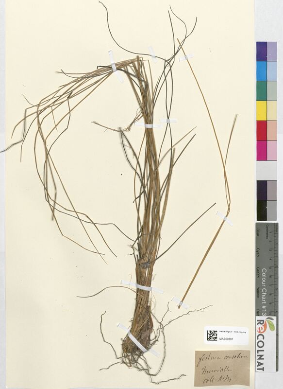 Festuca consobrina (Poaceae)