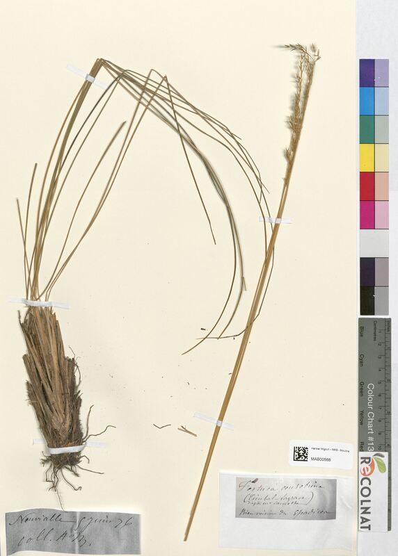 Festuca consobrina (Poaceae)