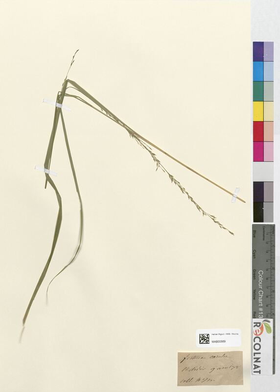 Festuca caerulea (Poaceae)