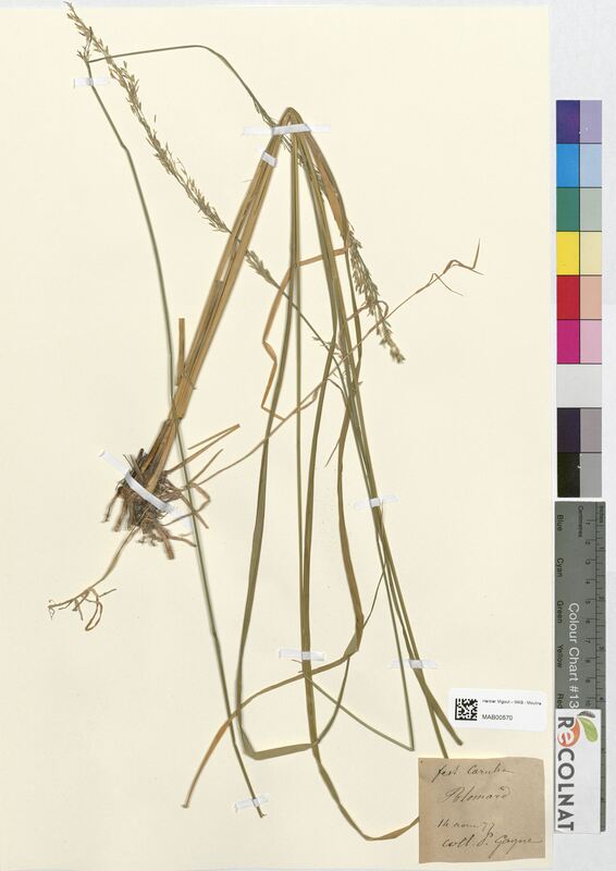 Festuca caerulea (Poaceae)