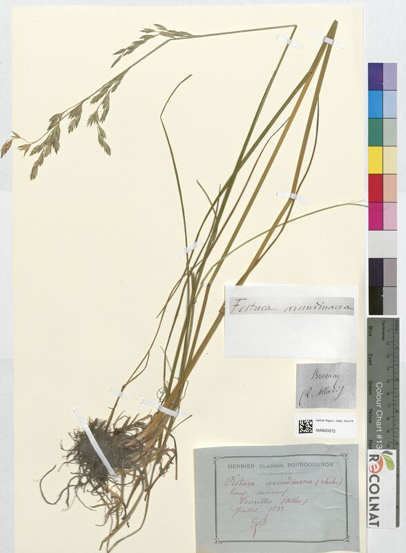 Festuca arundinacea (Poaceae)