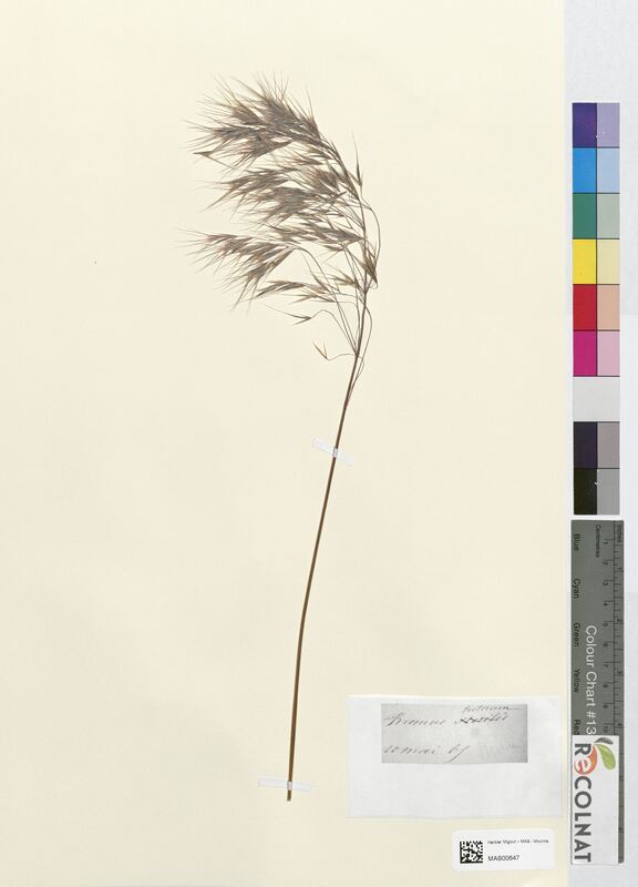 Bromus tectorum (Poaceae)