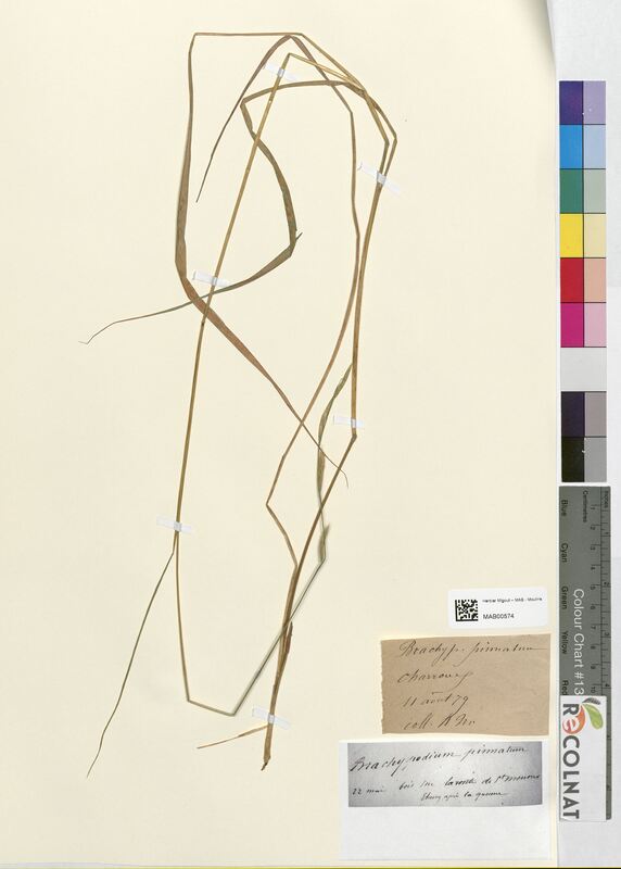 Brachypodium pinnatum (Poaceae)