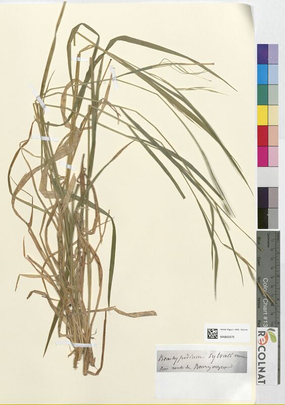 Brachypodium sylvaticum (Poaceae)