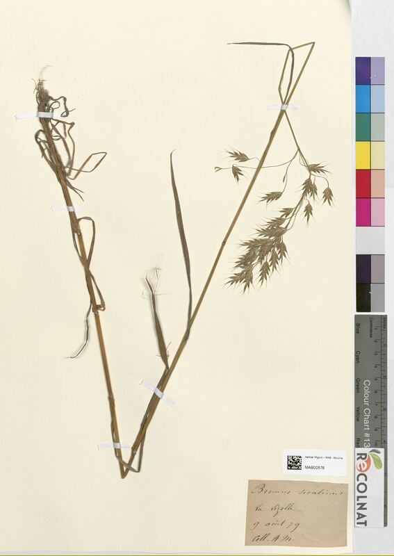 Bromus secalinus (Poaceae)