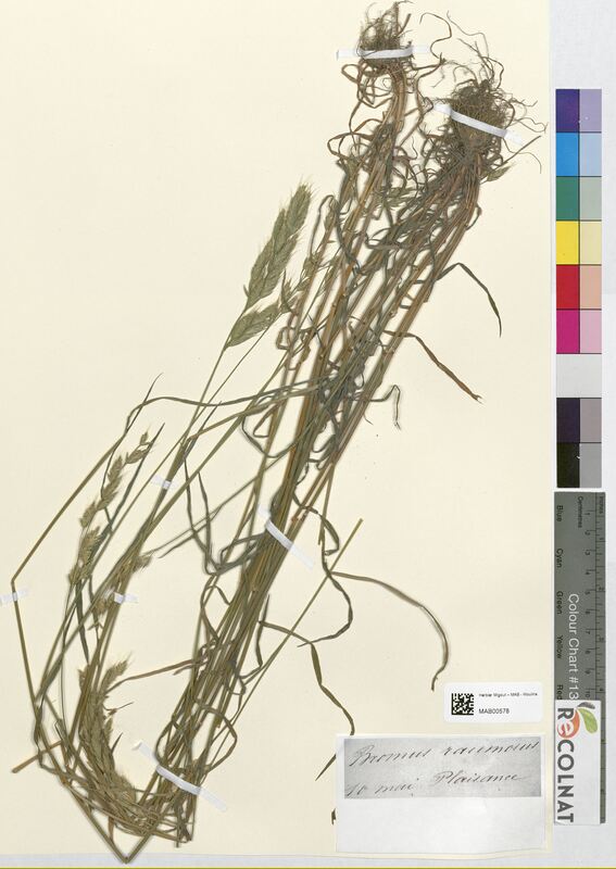 Bromus racemosus (Poaceae)