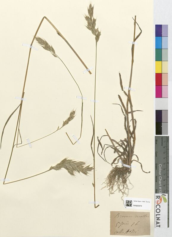 Bromus mollis (Poaceae)