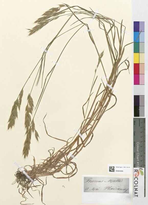 Bromus mollis (Poaceae)